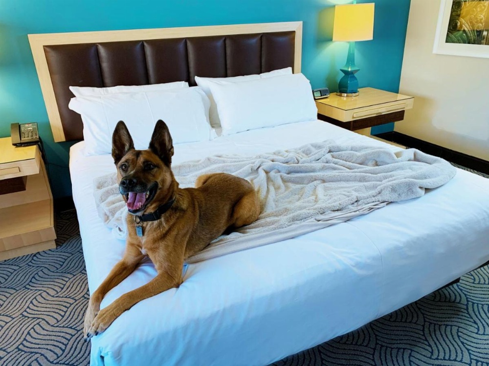 Downtown Grand Hotel & Casino Image 31
