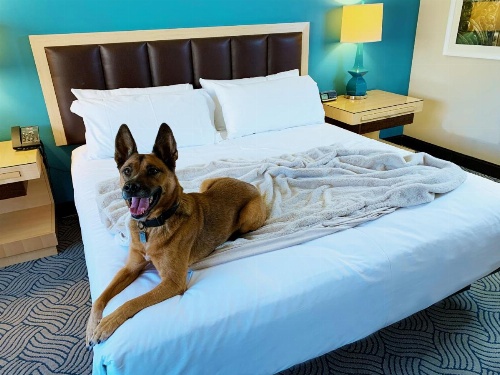 Downtown Grand Hotel & Casino image 31